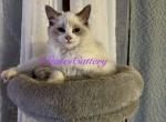 Sweet Pea - Ragdoll Kitten For Sale - 