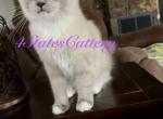 Lover Boy - Ragdoll Kitten For Sale - Joplin&comma; MO&comma; US
