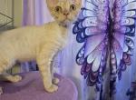 Sparkles - Devon Rex Cat For Sale - Lynchburg&comma; VA&comma; US
