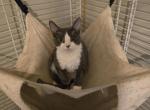 Maude - Devon Rex Kitten For Sale - Lynchburg&comma; VA&comma; US