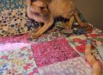 Racer - Devon Rex Kitten For Sale - Lynchburg&comma; VA&comma; US