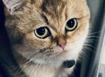 Roxy - Scottish Straight Cat For Sale - Commerce City&comma; CO&comma; US
