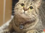 kira - Scottish Straight Cat For Sale - Commerce City&comma; CO&comma; US