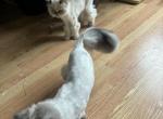 Family of 4 Long Hair Persian Cats - Persian Kitten For Sale - N Haven&comma; CT&comma; US