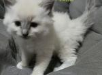 Male1 - Ragdoll Kitten For Sale - Brazil&comma; IN&comma; US