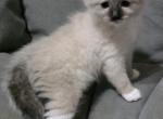 Female - Ragdoll Cat For Sale - Brazil&comma; IN&comma; US