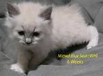 Male3 - Ragdoll Kitten For Sale - Brazil&comma; IN&comma; US