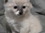 Male2 - Ragdoll Kitten For Sale - Brazil&comma; IN&comma; US