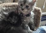 Khalesi - Maine Coon Kitten For Sale - Bechtelsville&comma; PA&comma; US