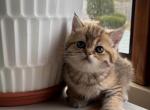 jagy - British Shorthair Kitten For Sale - Beverly&comma; NJ&comma; US