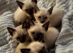 Zero and Chino's Litter - Siamese Kitten For Sale - Center Moriches&comma; NY&comma; US