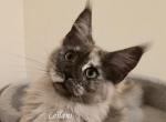 Leilani black Smoke Tortie - Maine Coon Kitten For Sale - Longmont&comma; CO&comma; US
