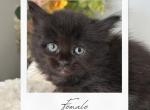 Ragdoll Mix Girl 3 - Ragdoll Kitten For Sale - Hamtramck&comma; MI&comma; US