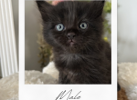Ragdoll Mix Boy - Ragdoll Kitten For Sale - Hamtramck&comma; MI&comma; US