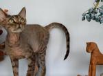 Devon Rex Black Tabby - Devon Rex Kitten For Sale - Hollywood&comma; FL&comma; US