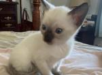 PfeilsFeline - Siamese Kitten For Sale - Greenville&comma; NC&comma; US