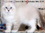 Don Juan - Siberian Kitten For Sale - Pembroke Pines&comma; FL&comma; US