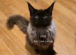 Latif Black Smoke - Maine Coon Kitten For Sale - Longmont&comma; CO&comma; US