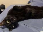 Midnight - American Shorthair Cat For Adoption - Fairfield&comma; CT&comma; US