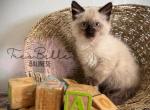 Catalina RESERVED - Balinese Kitten For Sale - CA&comma; US