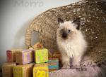 Morro - Balinese Kitten For Sale - CA&comma; US