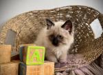 Malibu RESERVED - Balinese Kitten For Sale - CA&comma; US
