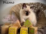 Pismo RESERVED - Balinese Kitten For Sale - CA&comma; US