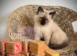 Venice - Balinese Kitten For Sale - CA&comma; US