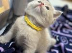 Lilac - British Shorthair Kitten For Sale - Clifton&comma; NJ&comma; US