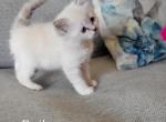 Bear - Ragdoll Kitten For Sale - Clifton&comma; NJ&comma; US