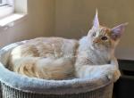 Lux Red Smoke - Maine Coon Kitten For Sale - Longmont&comma; CO&comma; US