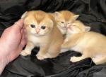 Purrsey Jr - Scottish Fold Kitten For Sale - 