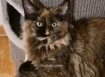 Lilika Tortie - Maine Coon Kitten For Sale - Longmont&comma; CO&comma; US