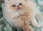 Zemfira - Persian Kitten For Sale - Brooklyn&comma; NY&comma; US