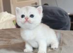 Silver shaded boy - British Shorthair Kitten For Sale - 
