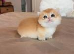 Golden boy shortie - Munchkin Kitten For Sale - Fontana&comma; CA&comma; US