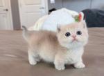 Blue Golden boy shortleg - Munchkin Kitten For Sale - Fontana&comma; CA&comma; US