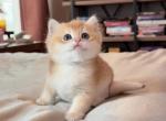 Golden shaded girl Mochi - British Shorthair Kitten For Sale - Fontana&comma; CA&comma; US