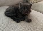 Smoke Grey Polydactyl Male - Maine Coon Kitten For Sale - Chapel Hill&comma; NC&comma; US
