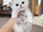 Silver shaded girl 3 - British Shorthair Kitten For Sale - Fontana&comma; CA&comma; US