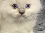 Sweet baby Ragdolls - Ragdoll Kitten For Sale - Mesa&comma; AZ&comma; US