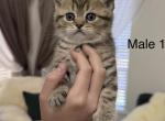 Tommy - Scottish Straight Kitten For Sale - Sacramento&comma; CA&comma; US