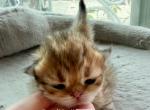 Golden Boy 1 Litter AN - Persian Kitten For Sale - Chino Hills&comma; CA&comma; US