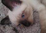 Seal Point Baby Boy - Siamese Kitten For Sale - Grayslake&comma; IL&comma; US