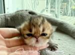 Golden Boy 2 Litter AN - Persian Kitten For Sale - Chino Hills&comma; CA&comma; US
