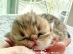Golden Girl 1 Litter AN - Persian Kitten For Sale - Chino Hills&comma; CA&comma; US