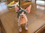 Violet Atlas Coral Collar Girl - Sphynx Kitten For Sale - North Wales&comma; PA&comma; US