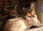 Sox Bengals - Bengal Kitten For Sale - Denver&comma; CO&comma; US