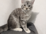 Luca Maine Coon Male - Maine Coon Kitten For Sale - Minerva&comma; OH&comma; US