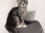 Link Maine Coon Polydactyl - Maine Coon Kitten For Sale - Minerva&comma; OH&comma; US